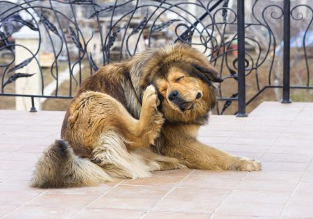 Fleas