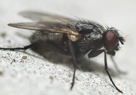 Flies